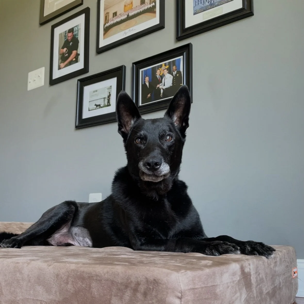 That smirk 😏 🥹 #k9hurricane #legendsneverdie #missingyoualways