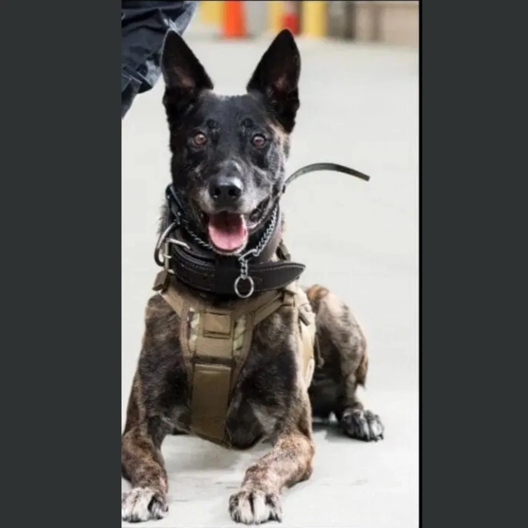 Still playing catchup on introducing you to all our sponsored pups. This one joined the team in January!

📣Meet K9 Janus📣

Janus is retired US Secret Service- ERT and one of Hurricane&rsquo;s Heroes newest sponsored pups. 

Janus loves food and his