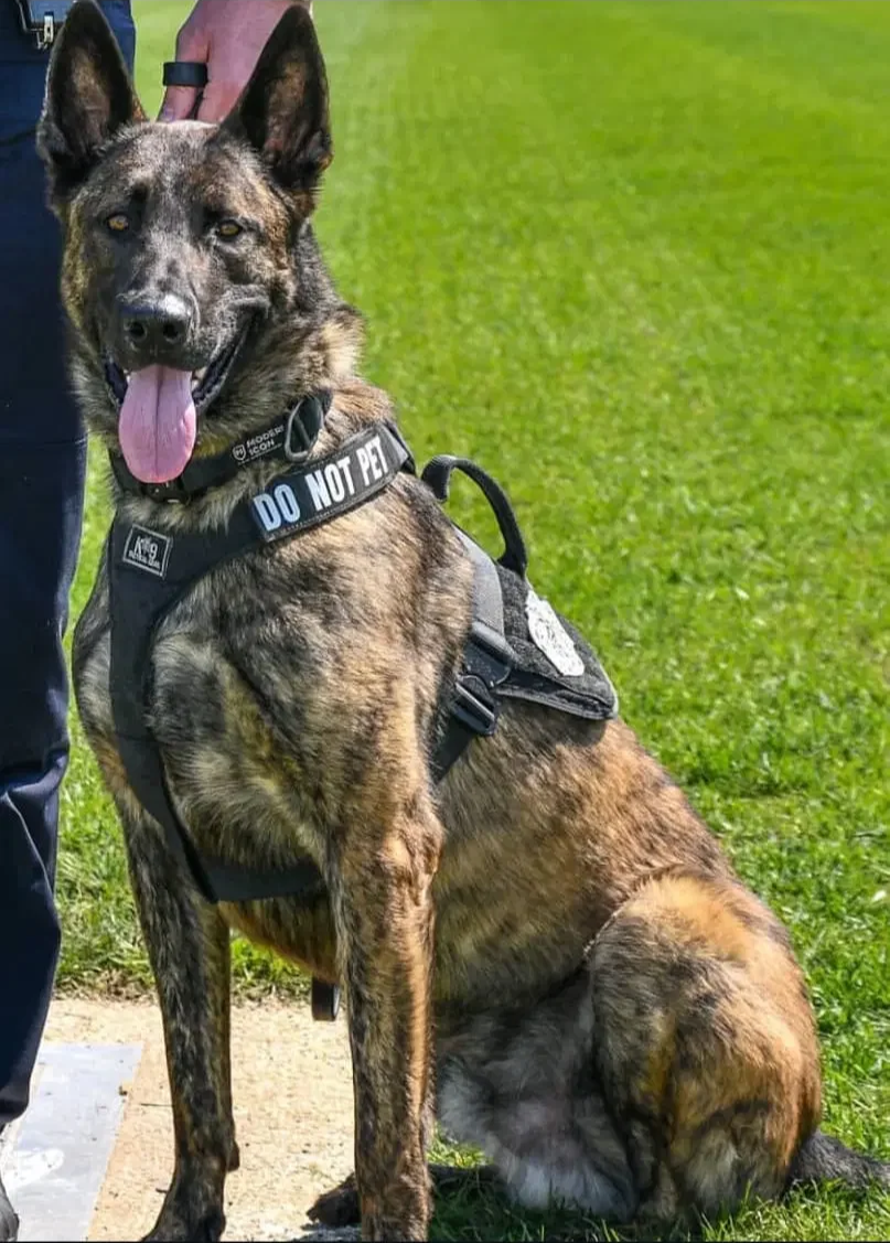 K9 Boris - Metro Transit Police