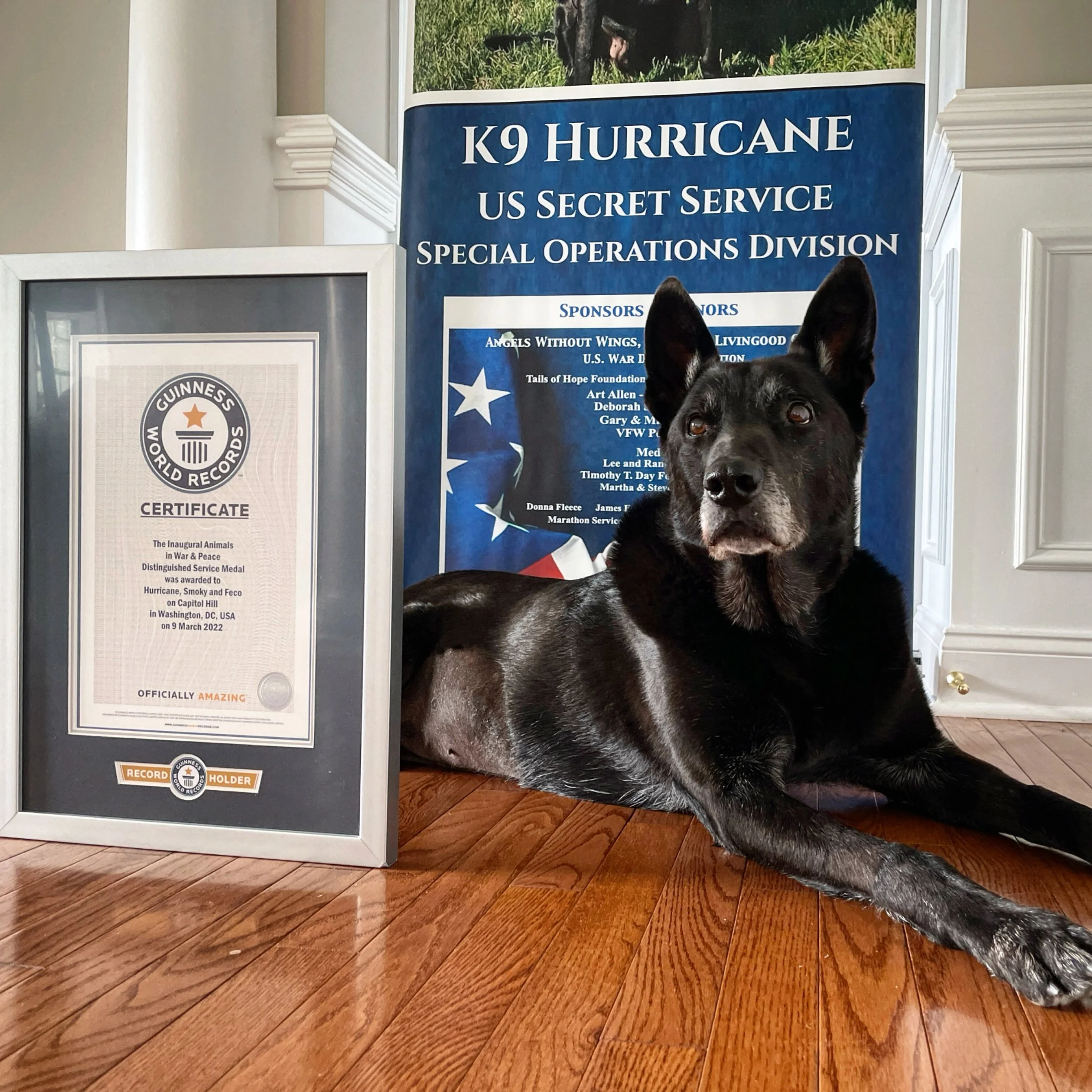 K9 Hurricane secured his place in the Guinness Book of World Records as the very first dog to receive the Animals in War and Peace Distinguished Service Medal.🥇 🌎  #TBT 

#k9hurricane #legendsneverdie #guinnessworldrecord