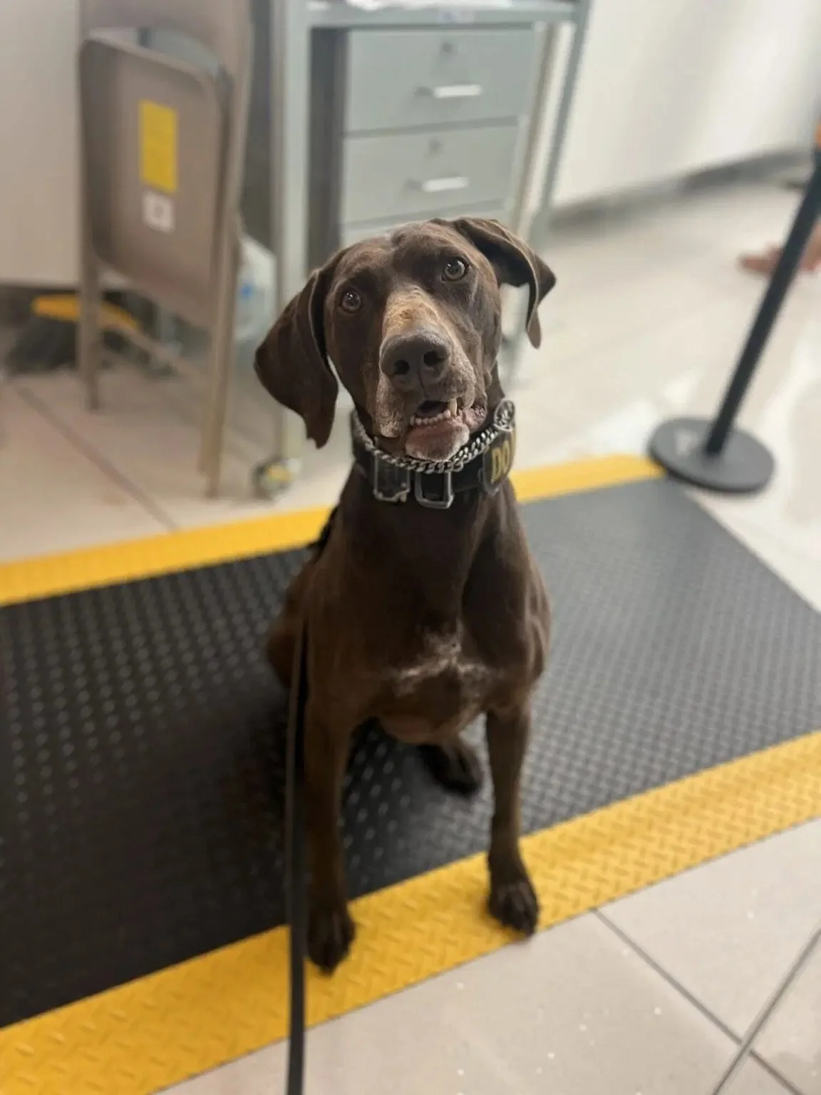📣 Meet K9 Csoki 📣

Csoki is retired TSA (Denver) and one of our sponsored K9s as of February 2026!!

Csoki is a 9-year-old German Shorthaired Pointer and retired TSA Explosives Detection K9 who served at Denver International Airport from 2019&ndash