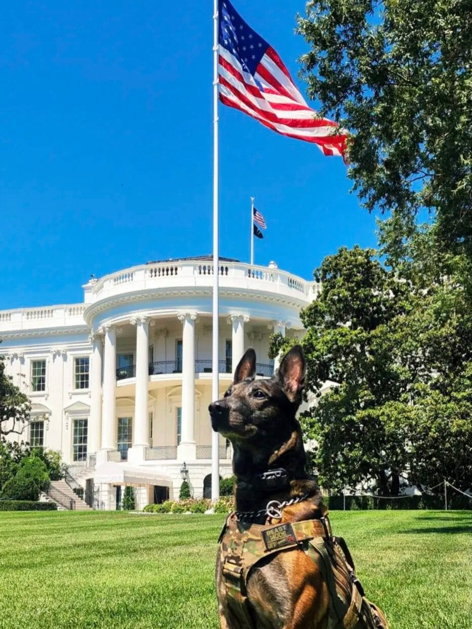 📣Meet K9 Junior📣

K9 Junior is a retired USSS ERT and one of our newest sponsored pups as of 2.11.26.

Junior is an 11-year-old Belgian Malinois who has dedicated the last decade to serving as part of the protection detail for the President of the 