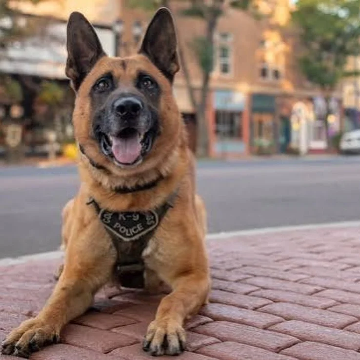 📣Meet K9 Kai📣

K9 Kai is retired Colorado Springs PD and one of our newest sponsored pups as of 3.17.26! 

Born in Hungary in 2018, Kai joined CSPD in 2019. 2025 CSPD K9 March Madness Champion. His favorite holiday is Christmas, he loves to open pr