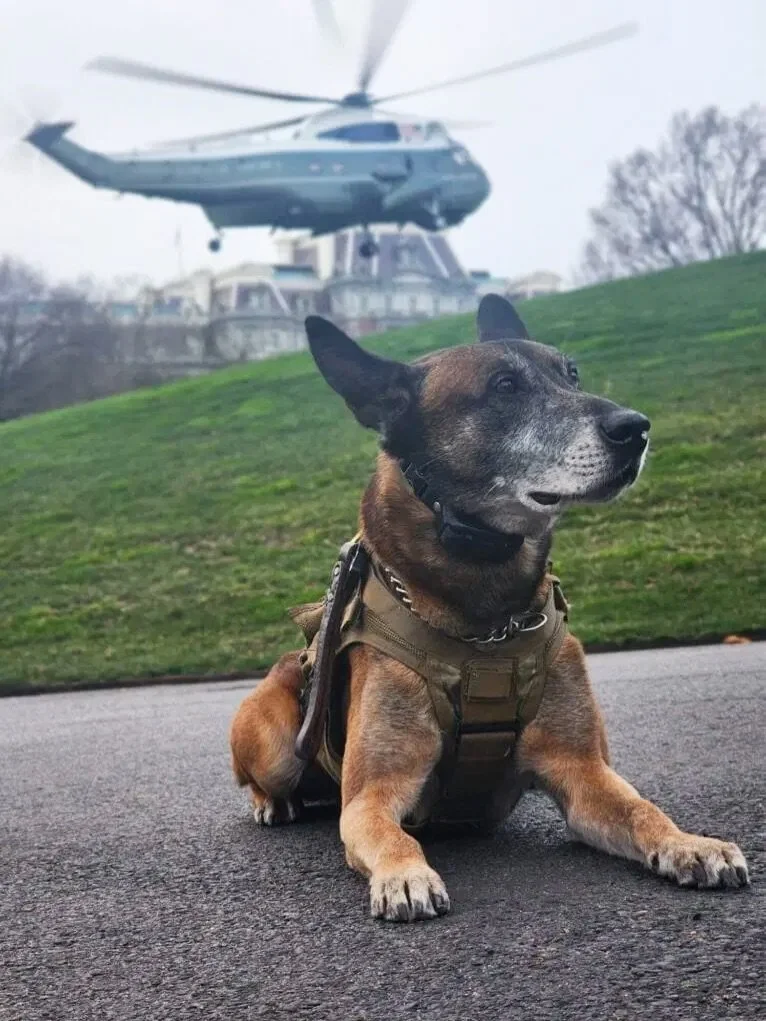 📣Meet K9 Zep📣

K9 Zep is retired U.S. Secret Service and one of our newest sponsored pups as of 3.29.26! 

K9 Sir Zep IV is a retired tactical canine for the Emergency Response Team of United States Secret Service. He proudly served our nation for 