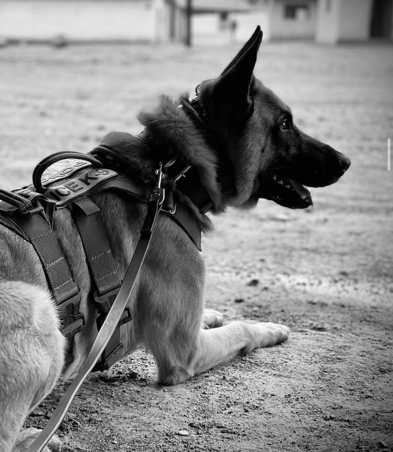 K9 Kai - Colorado Springs PD
