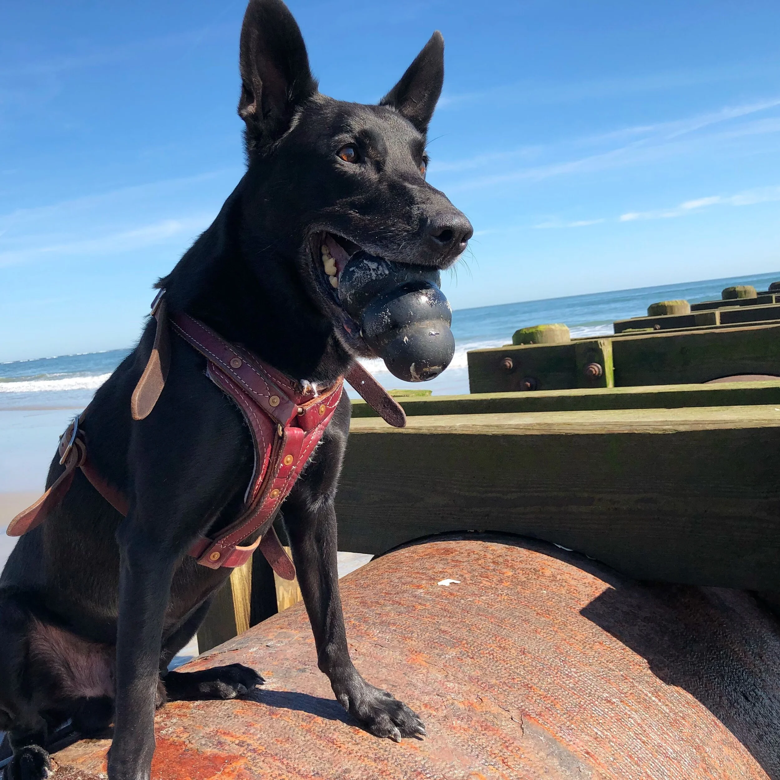 Hurricane with his favorite Kong.JPG