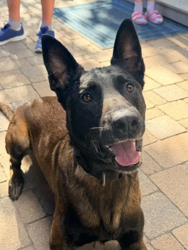 K9 Zen - Colorado Springs PD