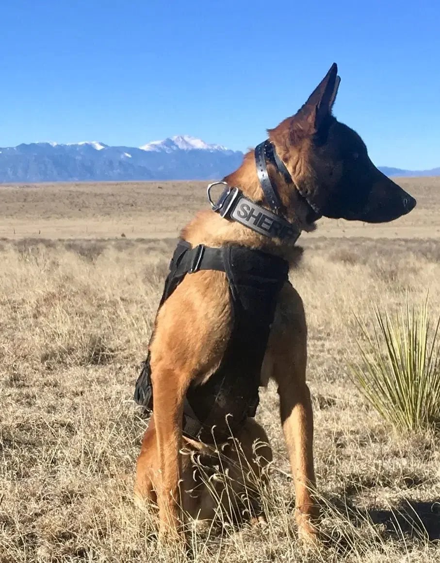 K9 Taz - El Paso County Seriff's Office