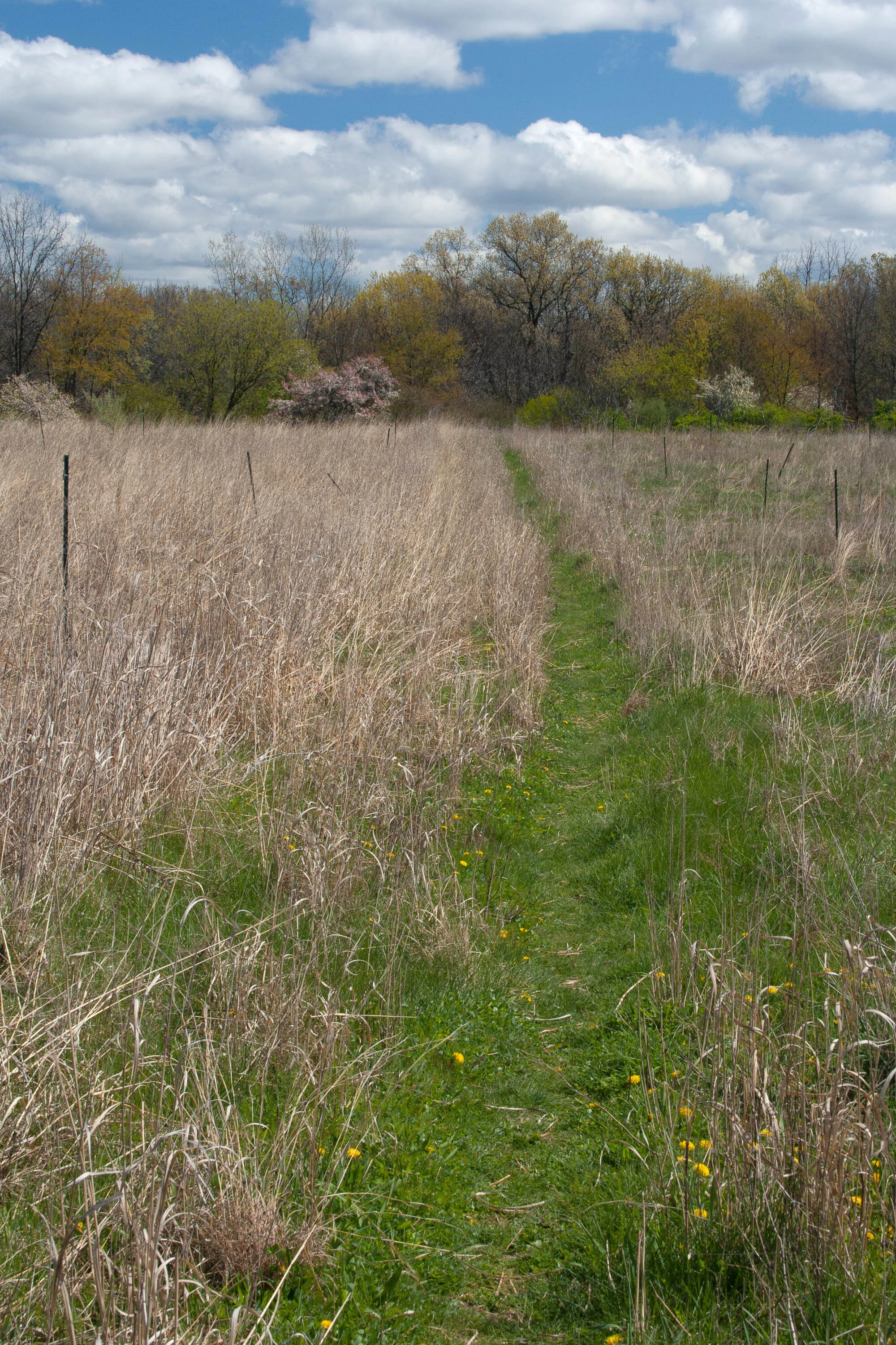 Poetry Inspired by Asylum Lake Preserve