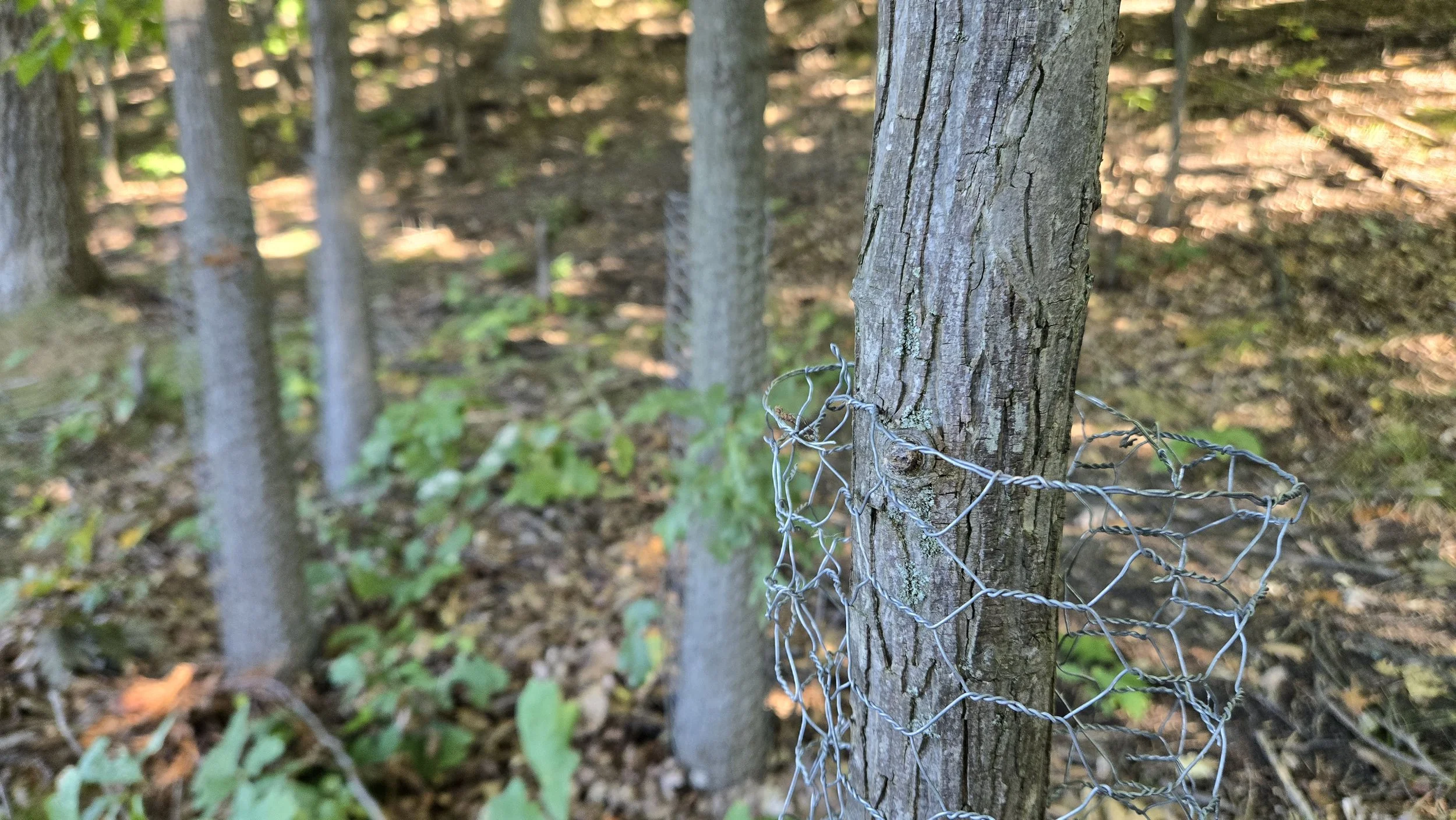  Close-up of a successfully expanded cage. 
