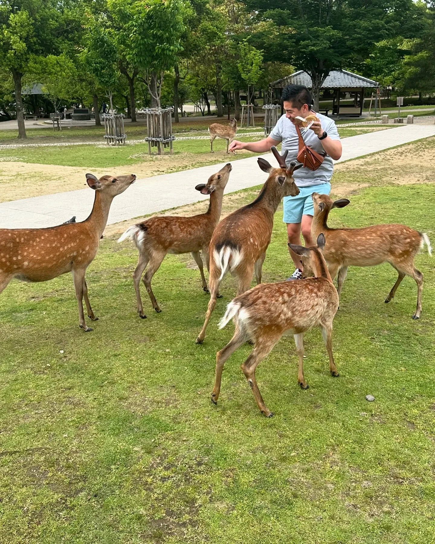 My Japan 2024 Blog Part 4 is now available in the link in my bio. This portion covers the final day in Kyoto with a private tour of Kiyomizu-dear, Nara deer park, Todai-ji with the large bronze Buddha. It covers our journey to Ise where we pit stoppe