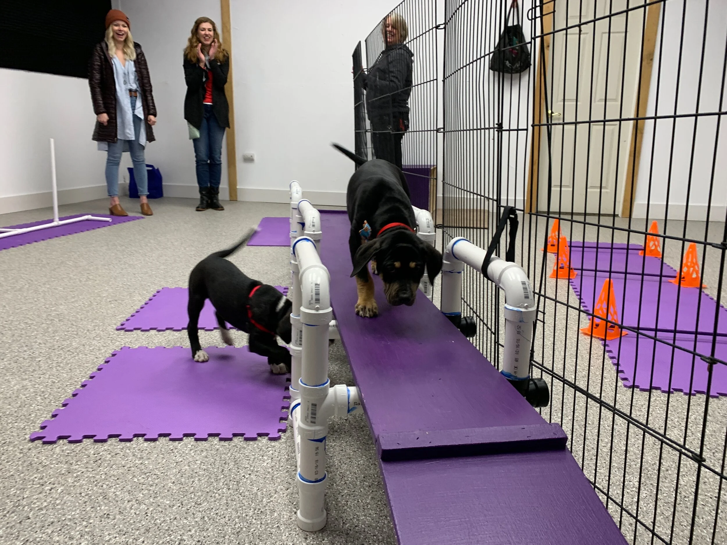 What does it mean to socialize my puppy?
