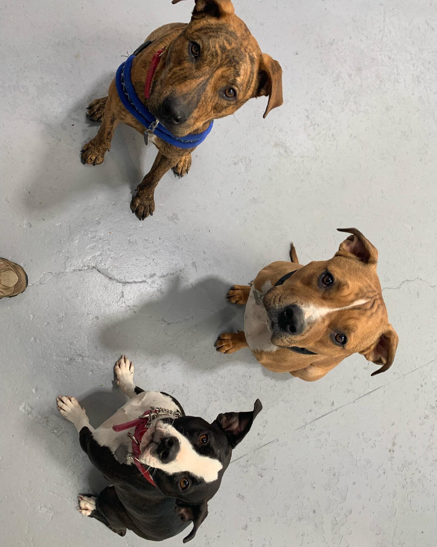 Look at these well-mannered gritty pitties 😍 @grittypittierescue