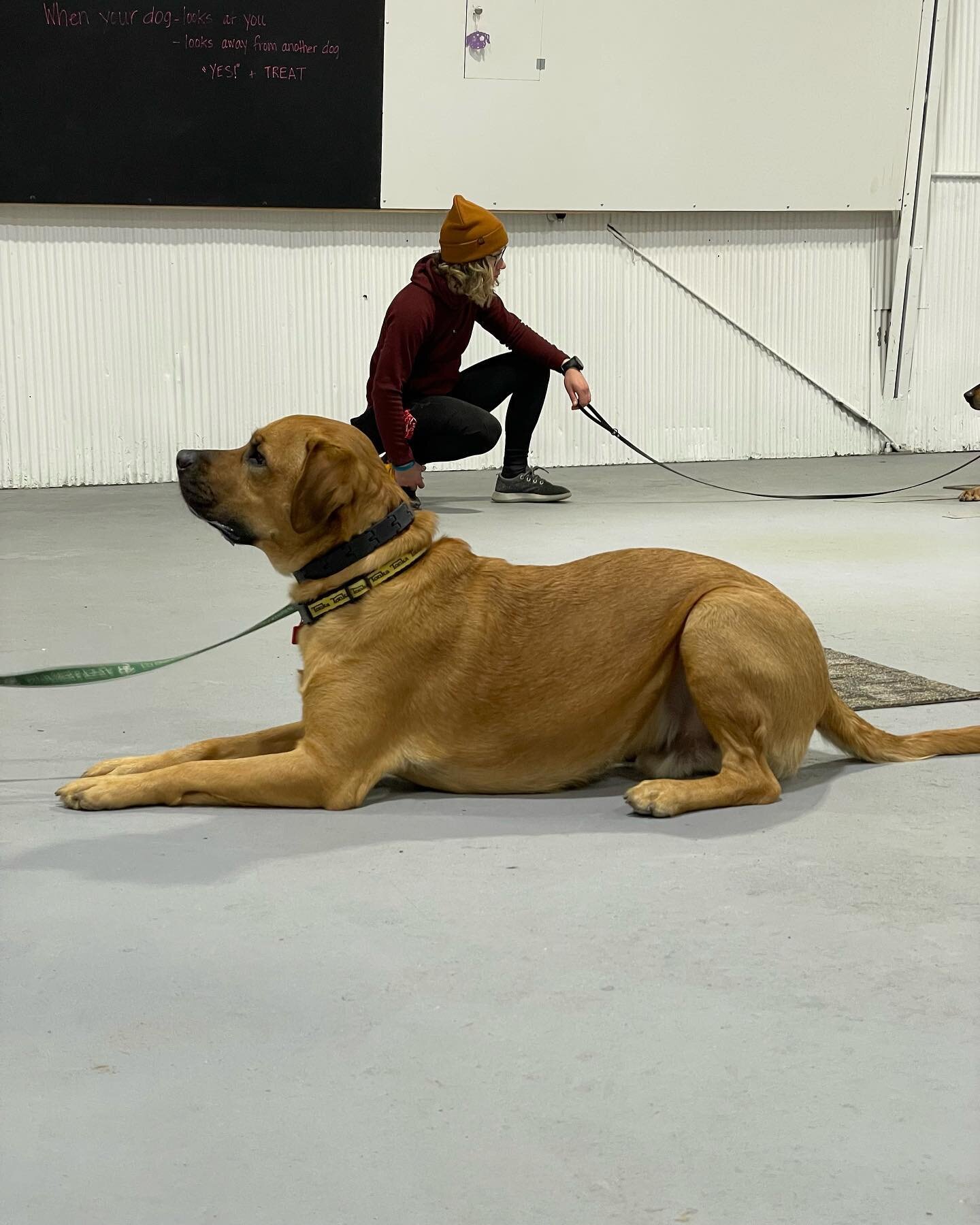 Refresher Class in Synergy Dog&rsquo;s NEW TRAINING CENTER! 😃 Train and have fun doing it&mdash; Come be part of our community!