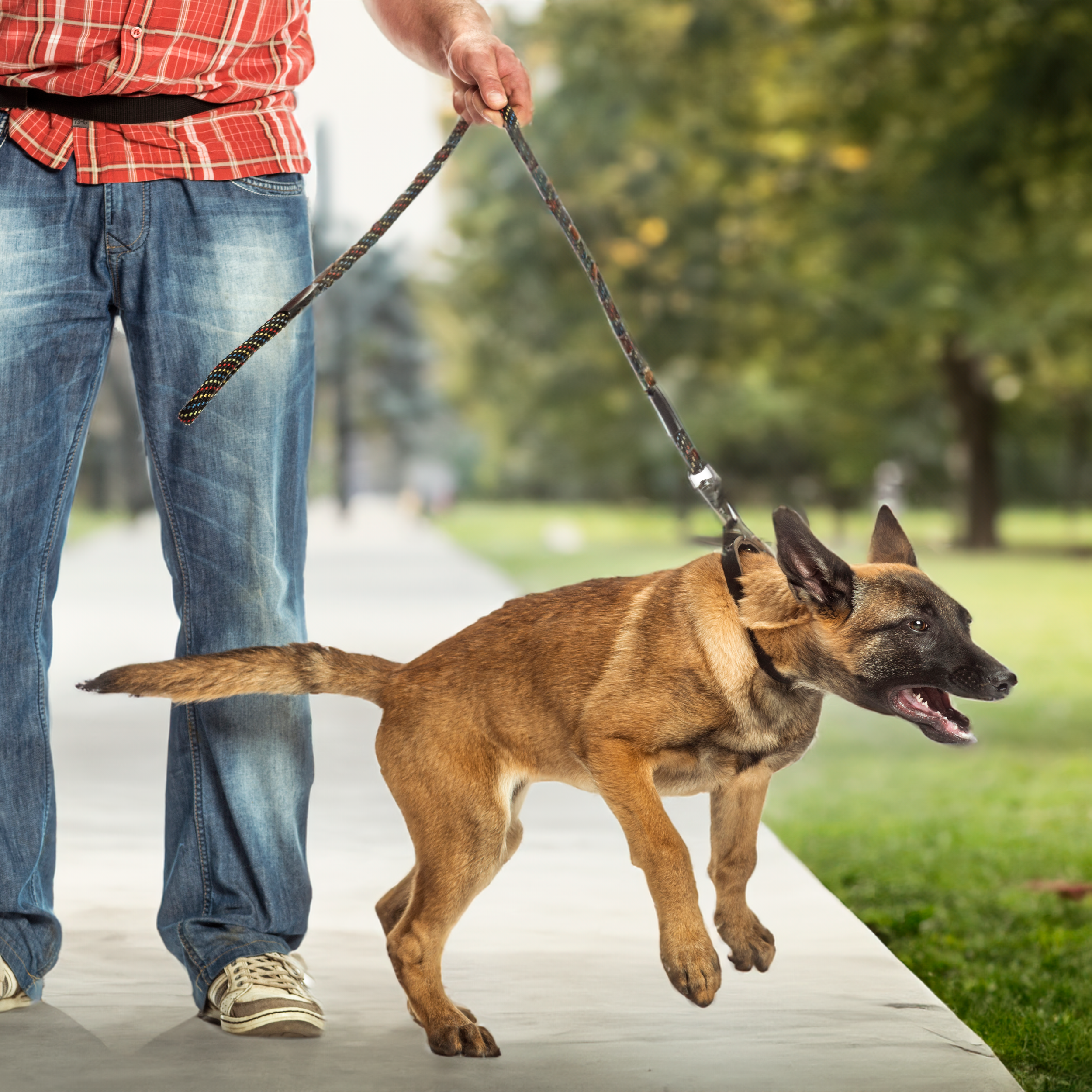 Avoiding other dogs when on walks?