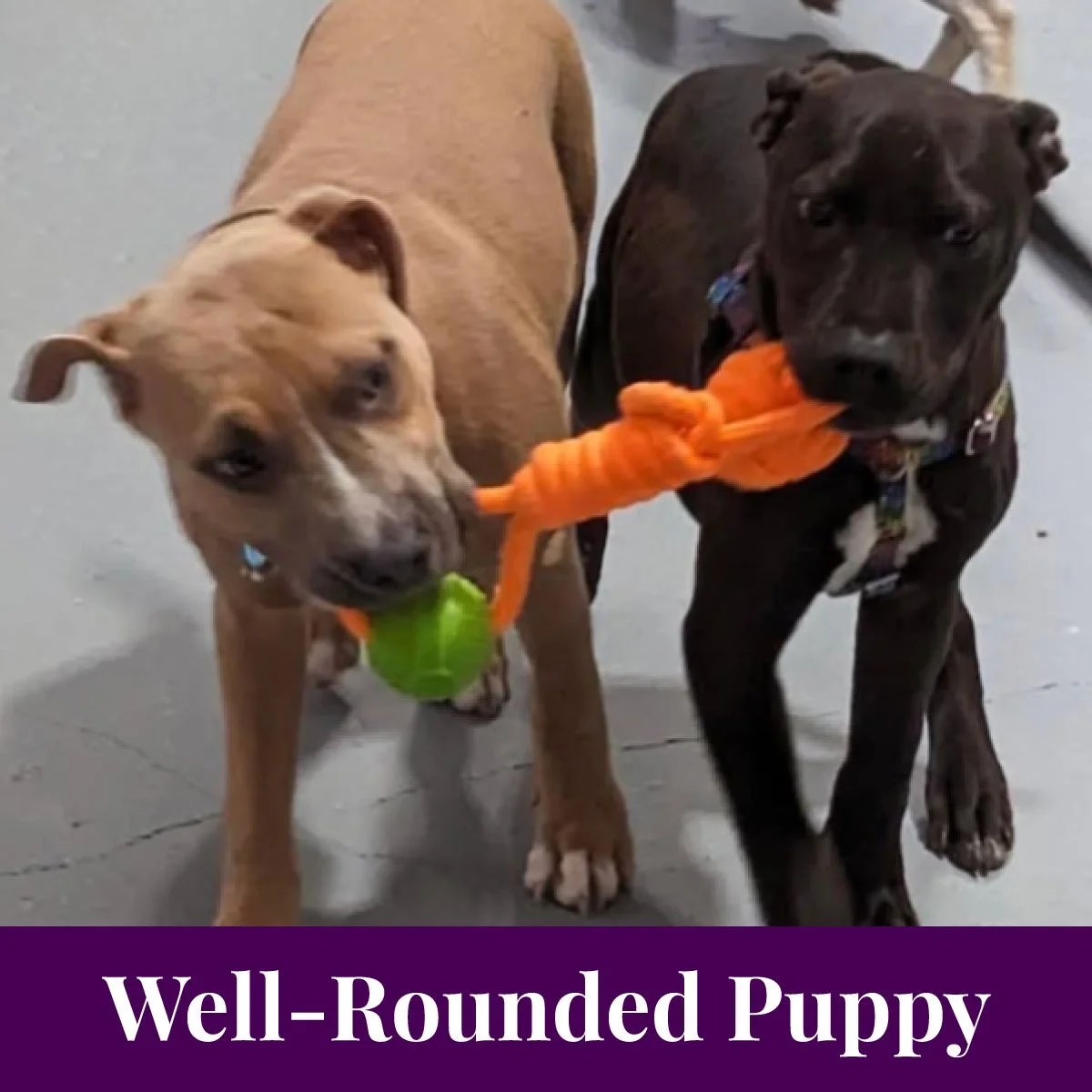 Well-Rounded Puppy Group Class- ONGOING