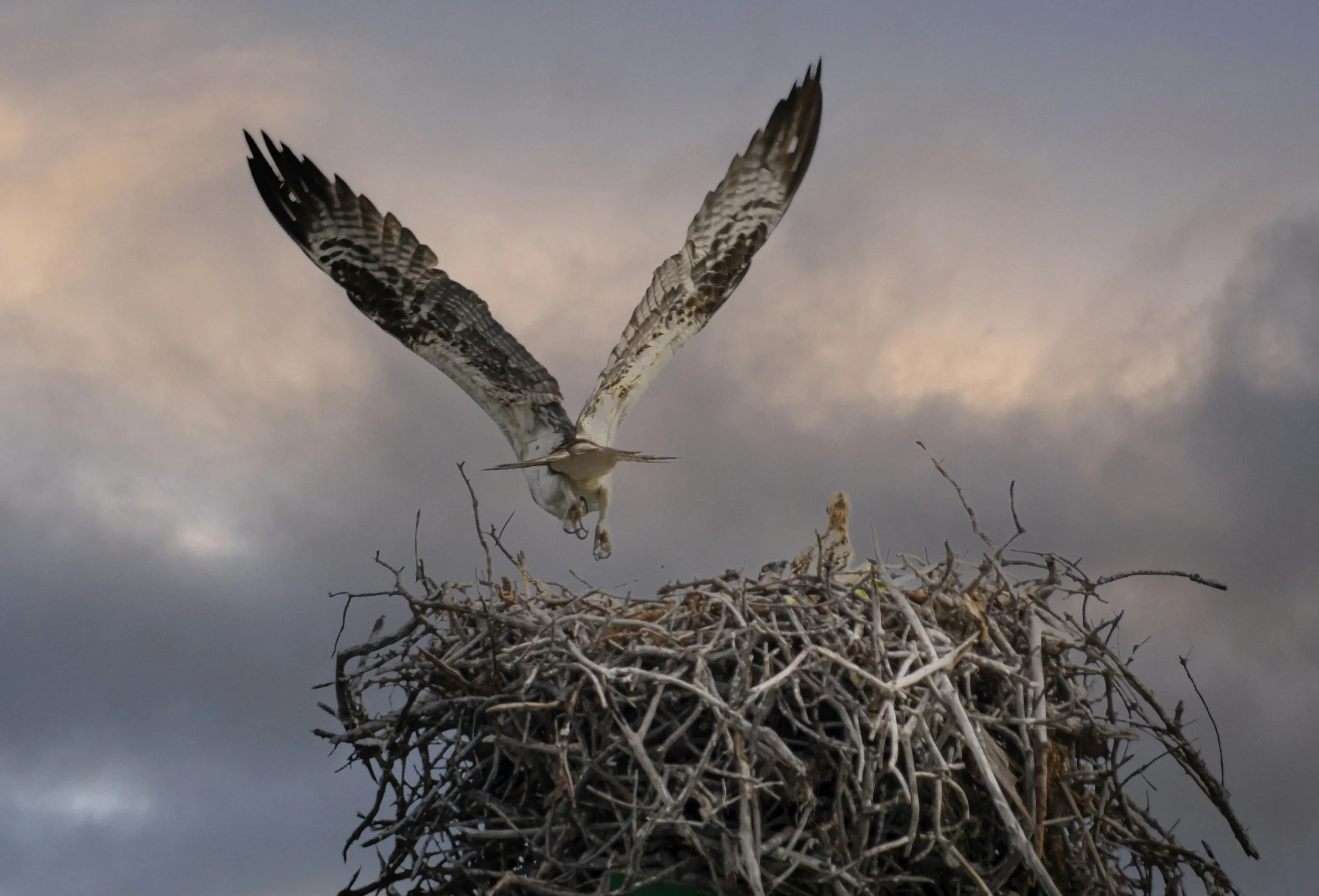 "Hovering Over the Chaos: A Reminder You Are Loved As You Are"