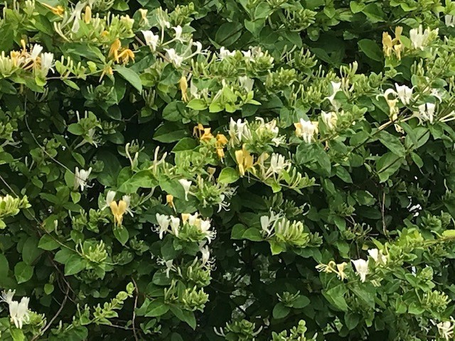 June Message from An Herbal Leaf. Read about honeysuckle.