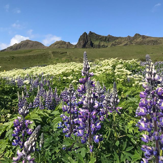 Mountain meadow with lupine. Anherballeaf.com to download monthly message from An Herbal Leaf.