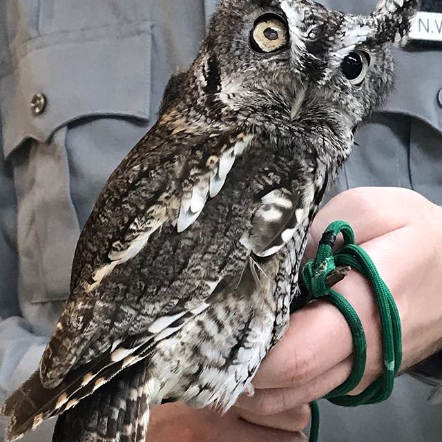 Adorable tiny screech owl. Lives with a raptor rescue because he/she is blind in one eye.