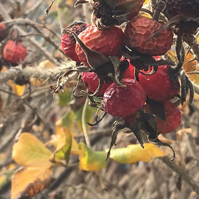 Rose hips still on the canes in November.