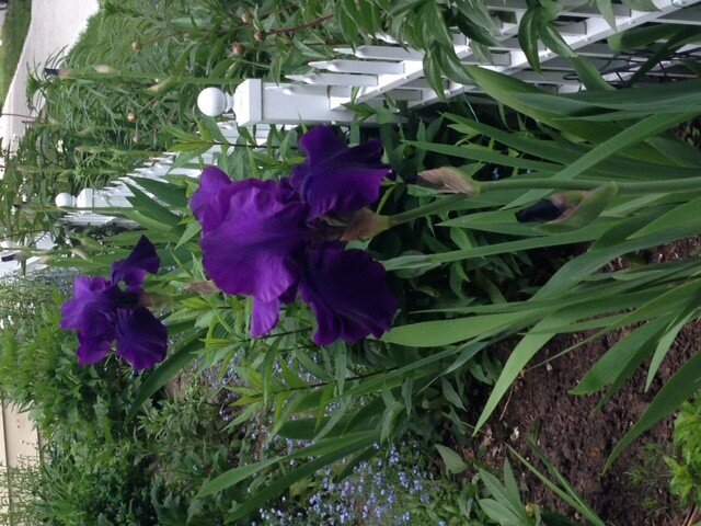 Find the June Monthly Message from An Herbal Leaf, Japanese Celebrations and Iris at anherballeaf.com. Photo courtesy Nancy Biggs