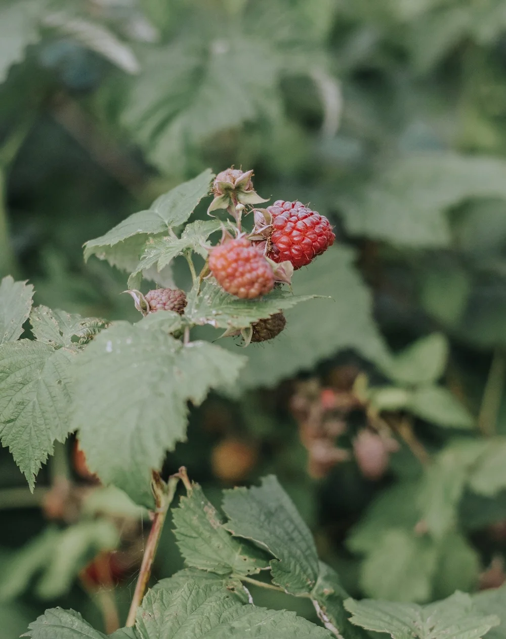 DSC_0108.jpeg