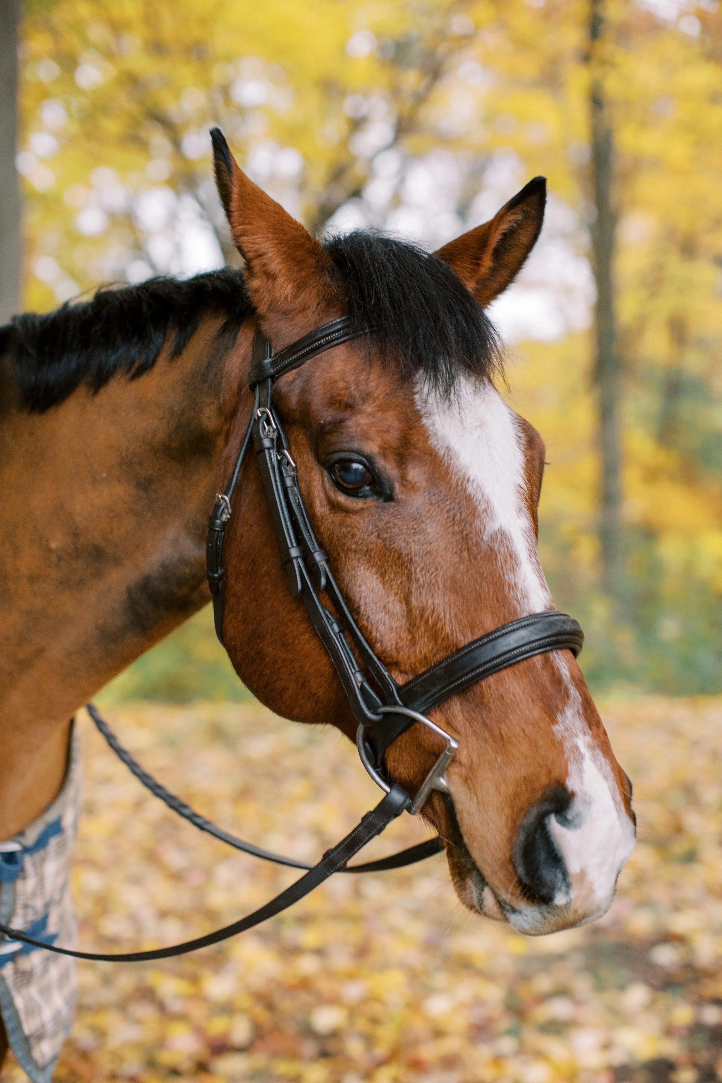 Canadian Bride Guide Equestrian Wedding by Madison McMahon