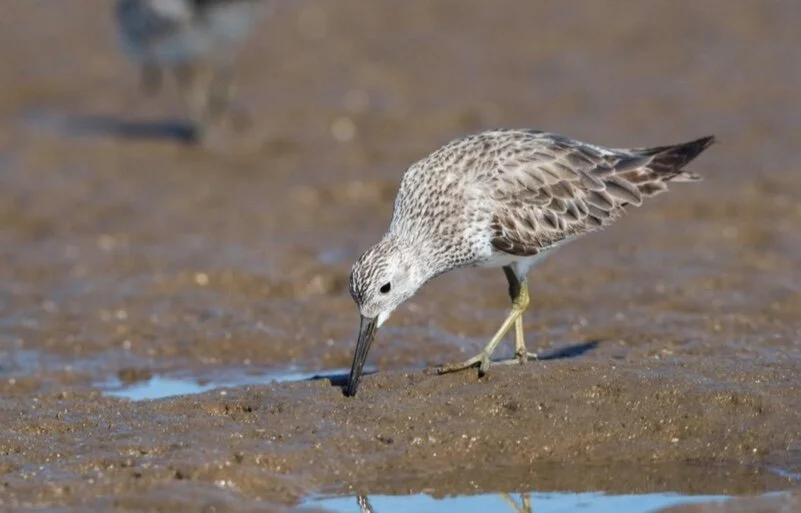 Great Knot (Calidris tenuirostris) feeding in the Leschenault Estuary. Photo Jane Putland.