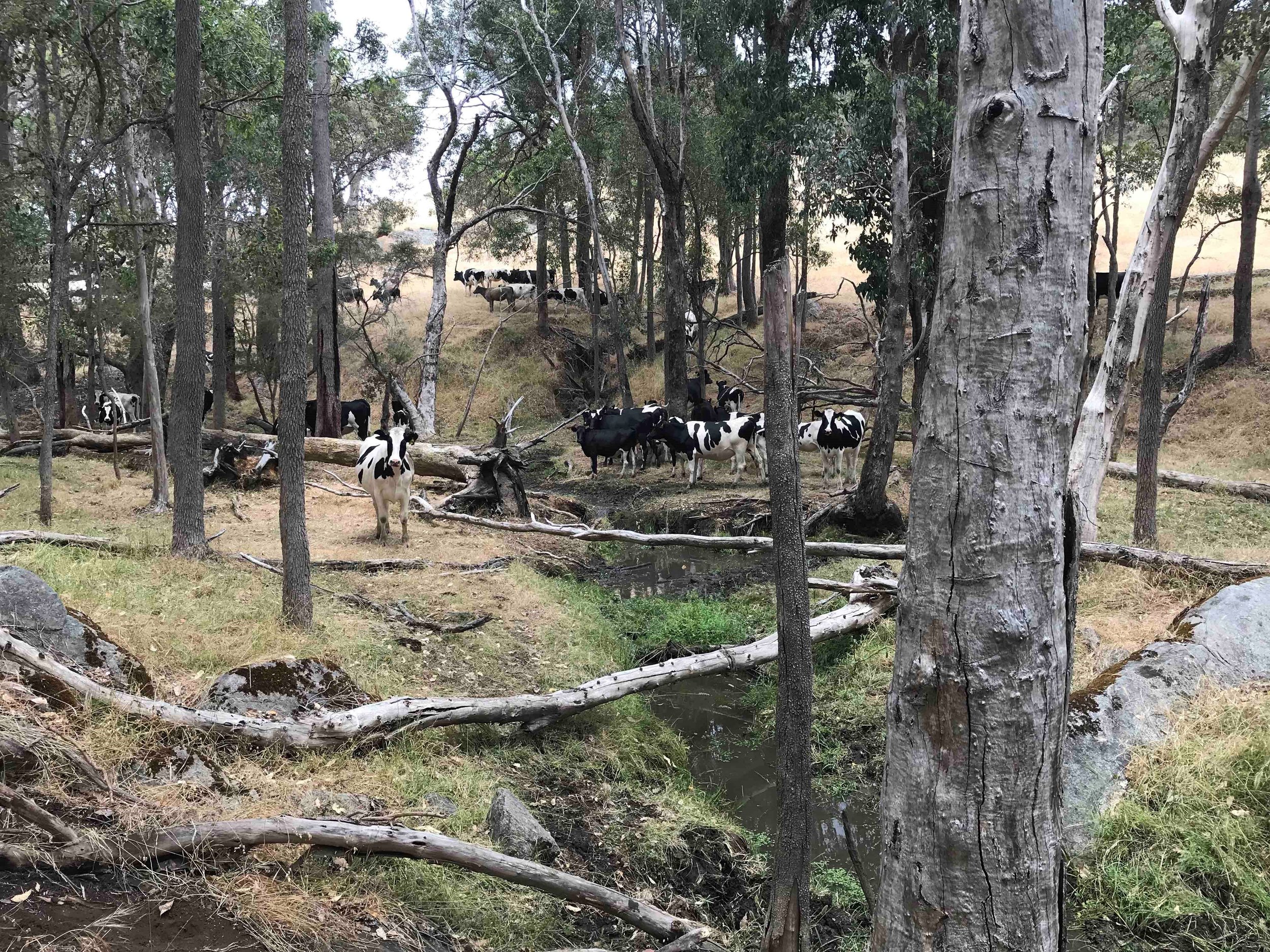 Cattle in Creek_Offer_before.jpg