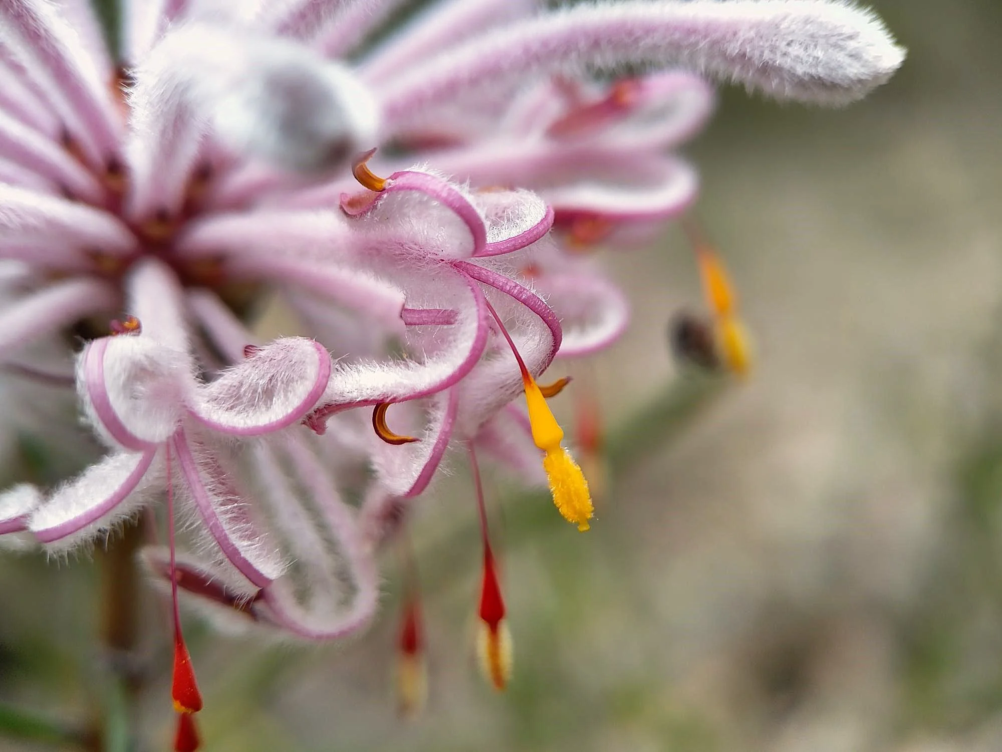 Petrophile linerais_Pixie mops_Collie_Rachel Allan.jpg