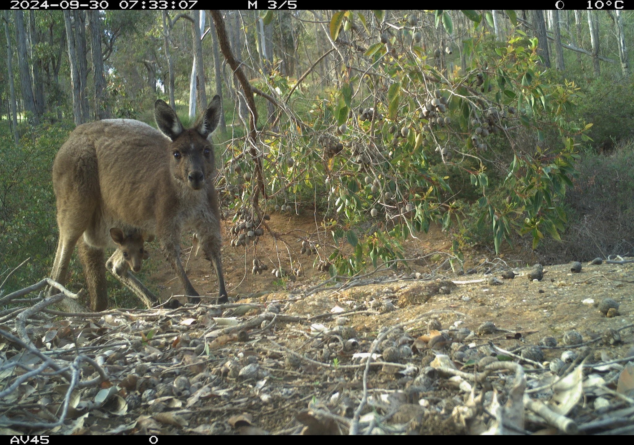 Wellington NP_fauna monitoring)kangaroo and joey.JPG