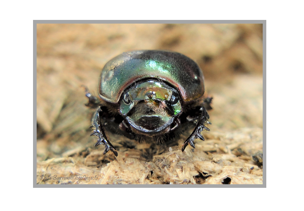 Onitis aygulus male.png