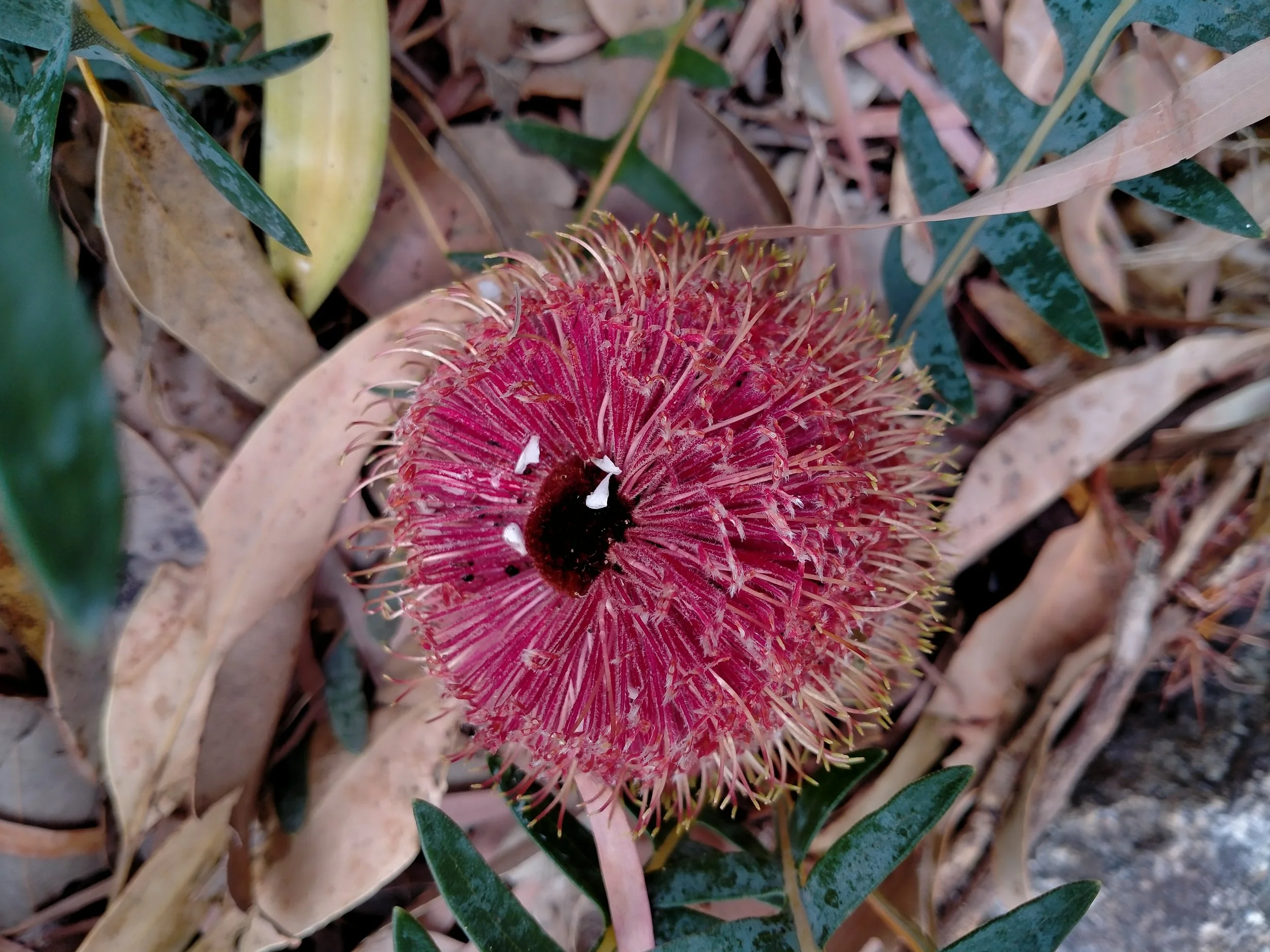 Banksia blechnifolia_Kings Park_Rachel Allan.jpg