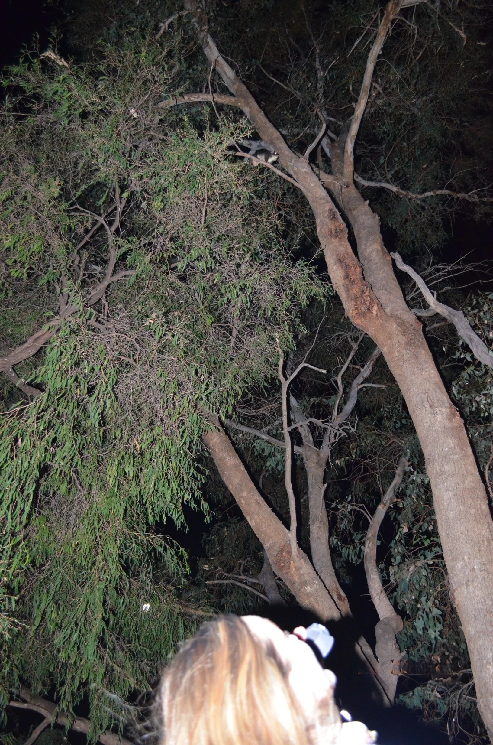 Sally Allan Love The Lesch Possum Photo.jpg