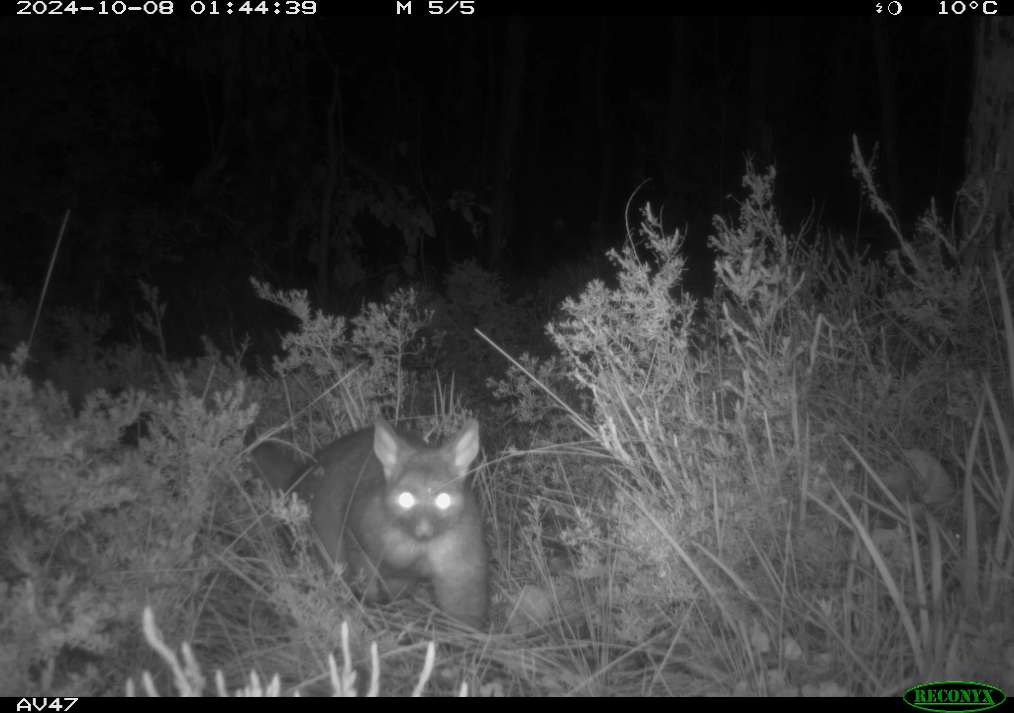 Wellington NP_fauna monitoring_possum.JPG