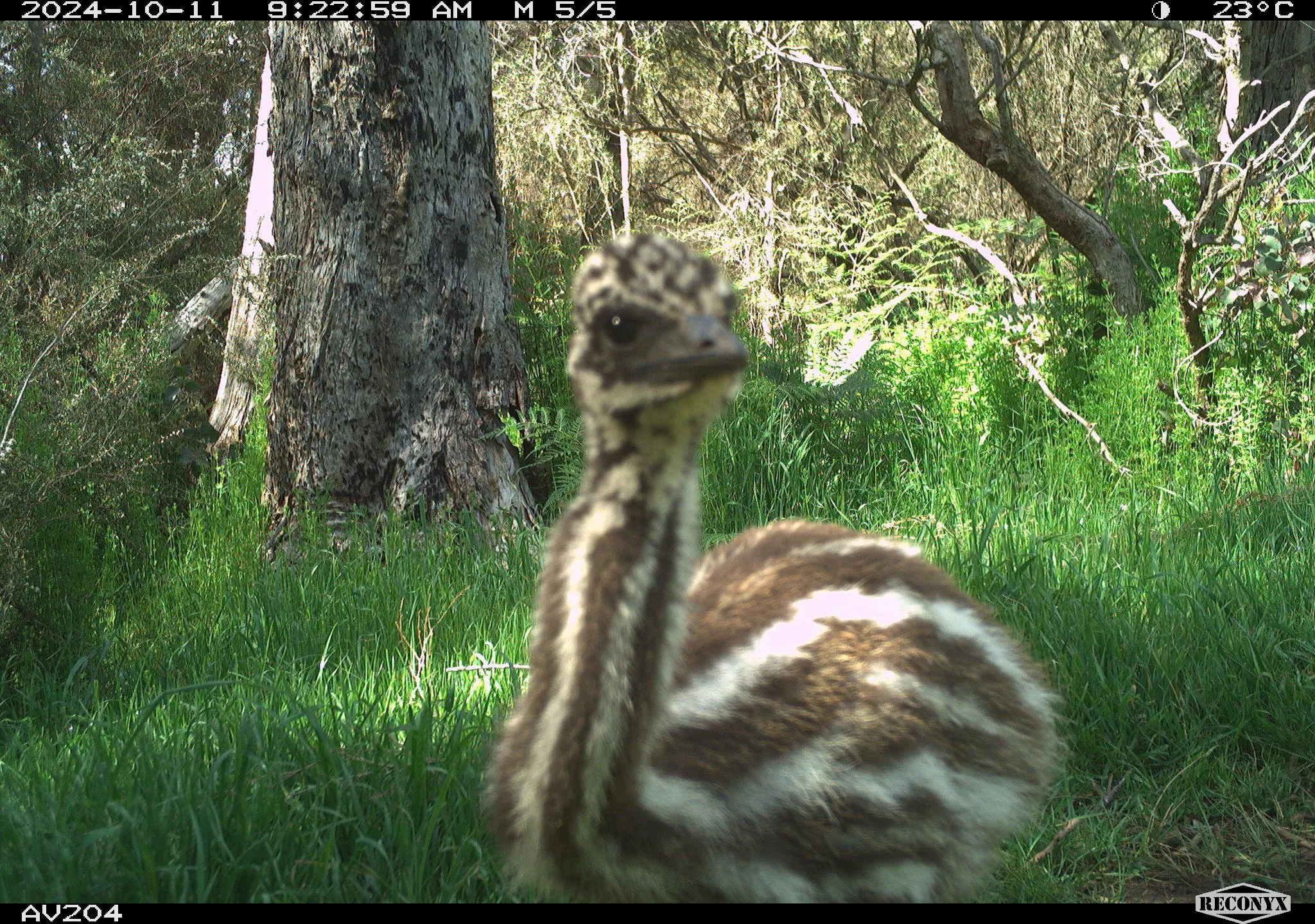 20241011 - Emu chick - Steve Newbey's Ferguson Rd property.JPG