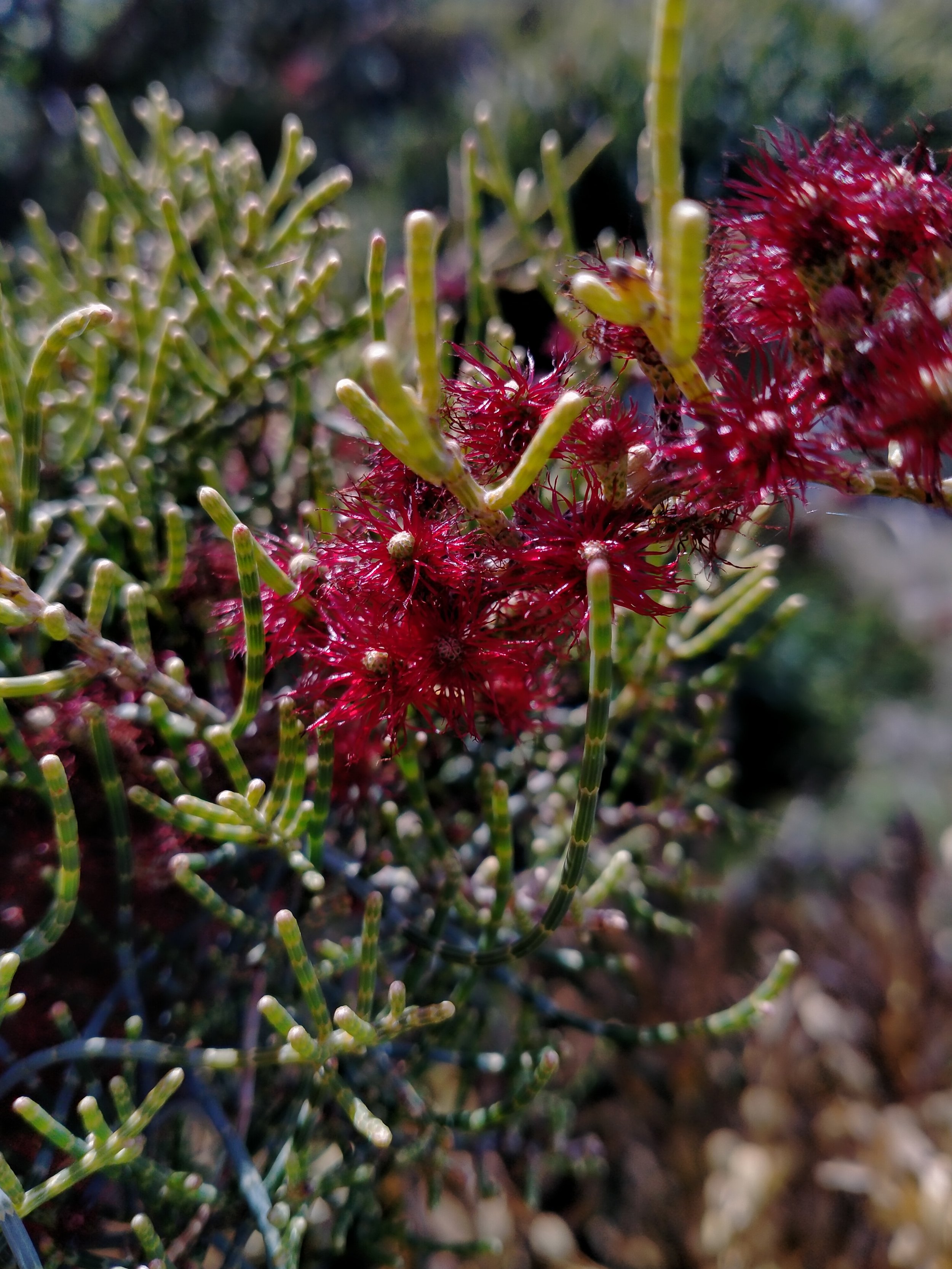 Allocasuarina hummulis_Big Swamp.jpg