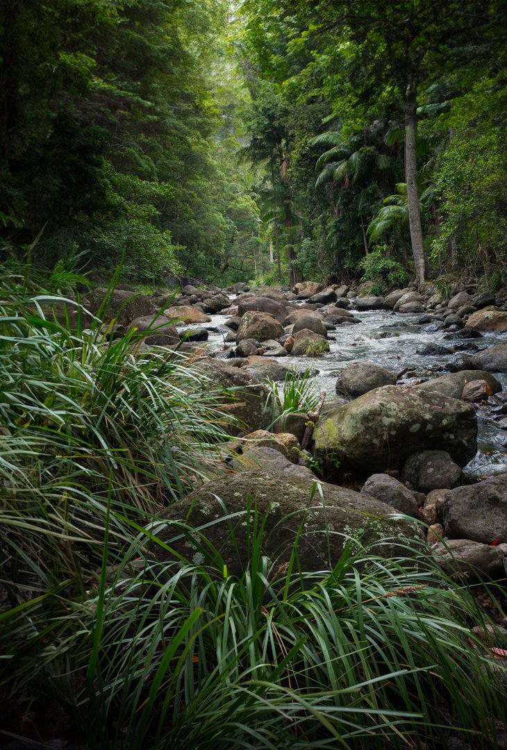 Gallery Rainforest Guanaba Creek.jpg