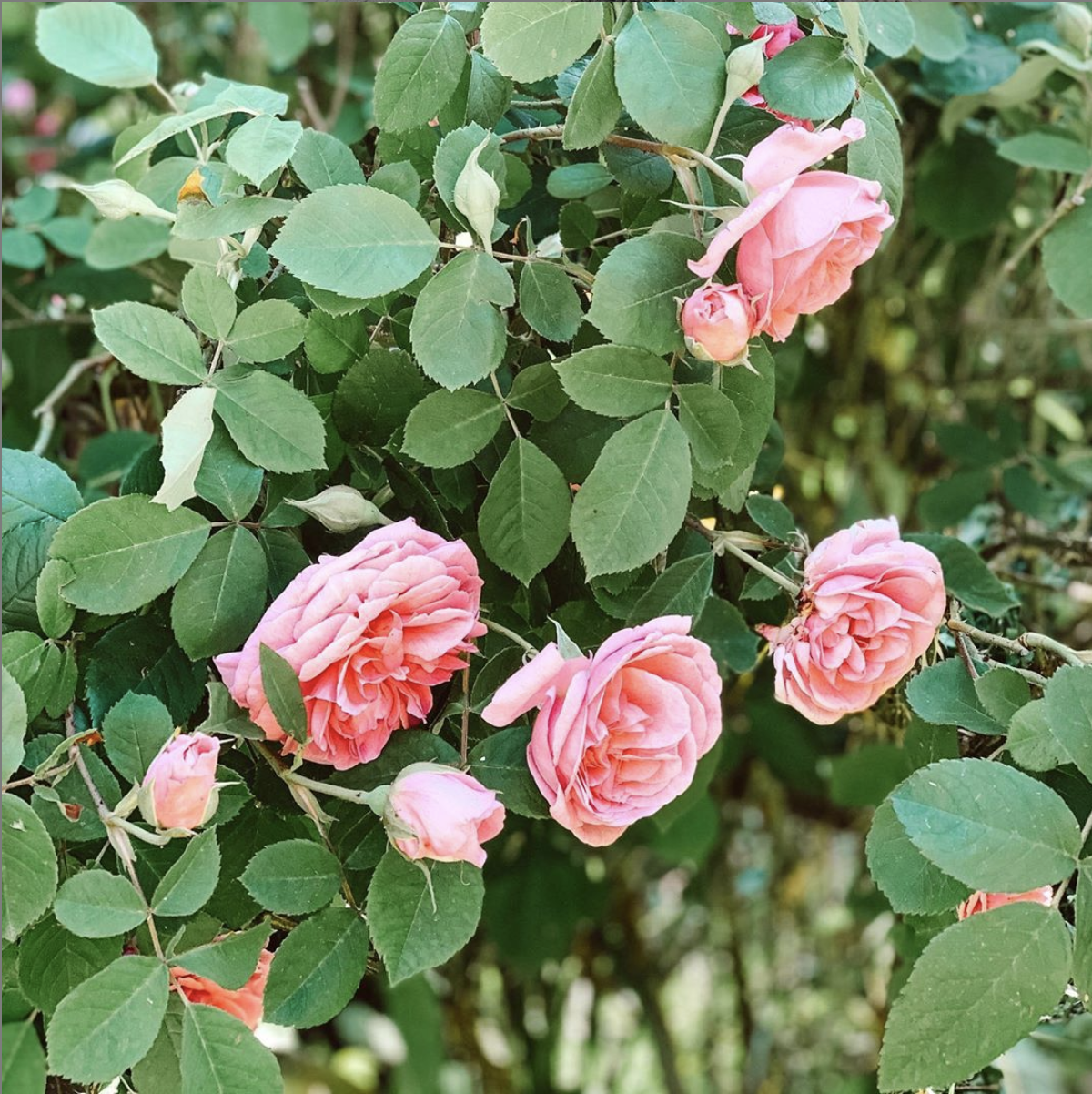 Screen Shot 2019-11-17 at 3.34.57 PM.png