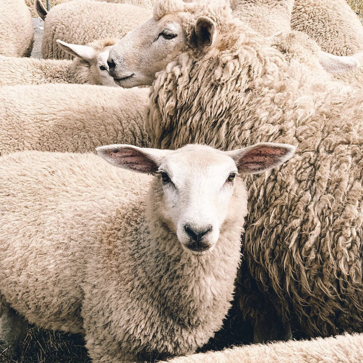 Screen Shot 2020-05-23 at 3.01.53 PM.png