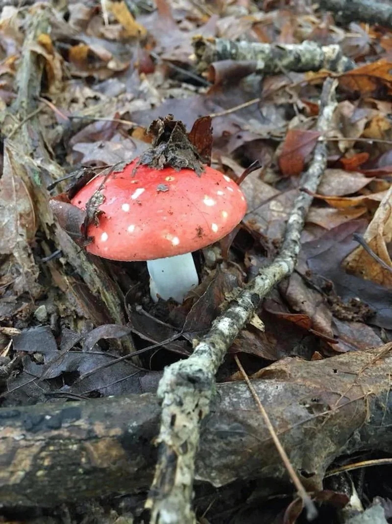 Which food safety risks are on the rise?