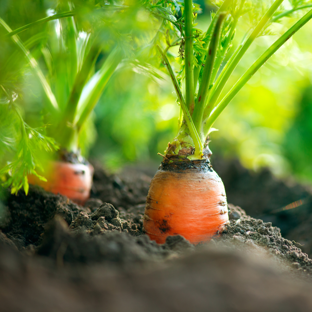 E. Coli Outbreak Linked to Organic Carrots: Key Information and Safety Measures