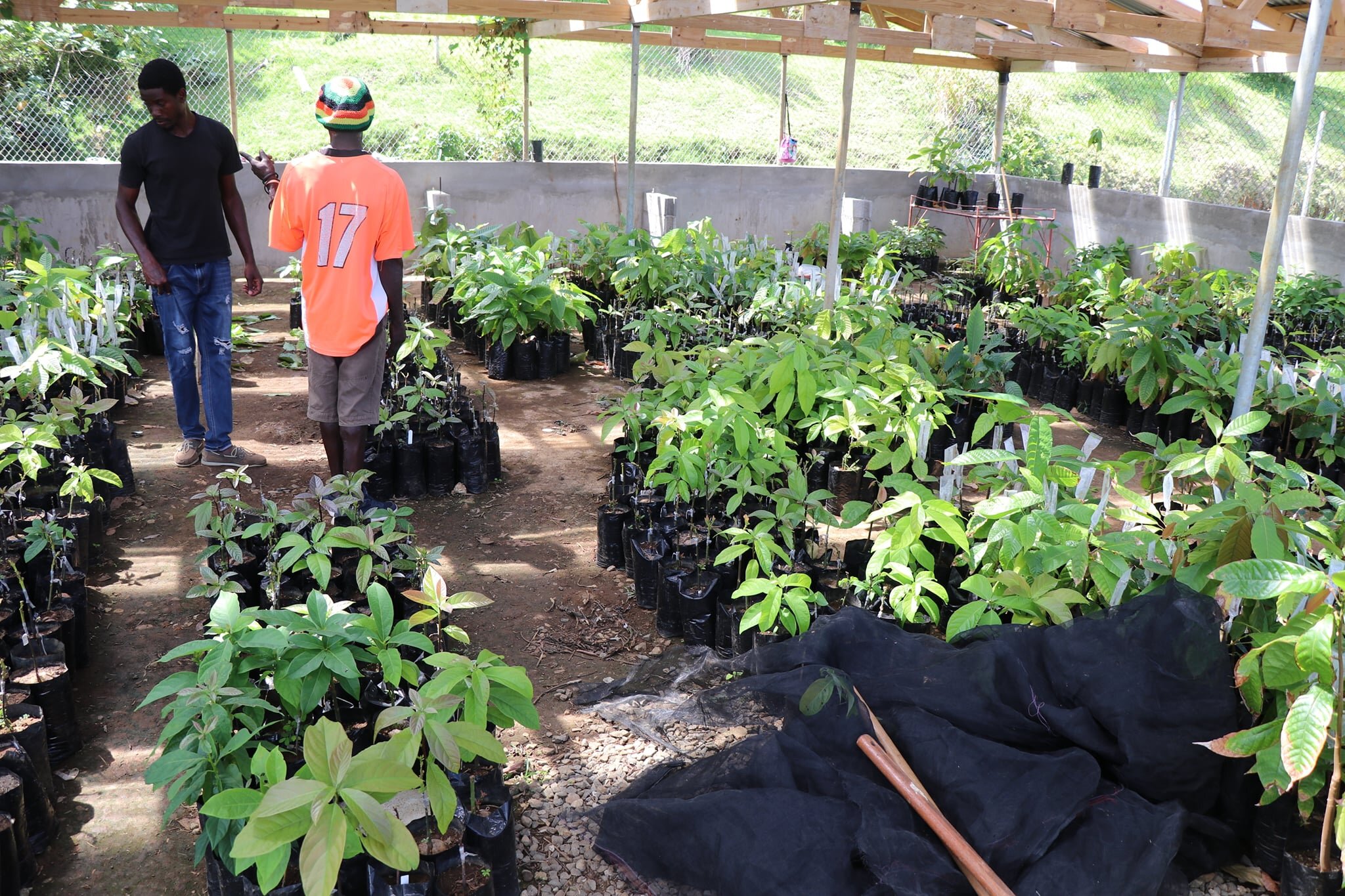 Avocado plants to be distributed to farmers. SOURCE: The Ministry of Blue and Green Economy, Agriculture and National Food Security