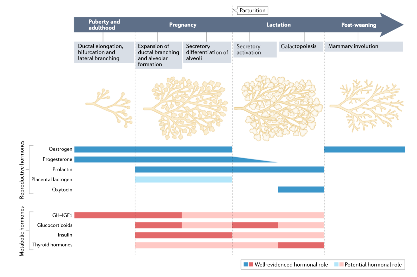 Hormones and lactation Review article published