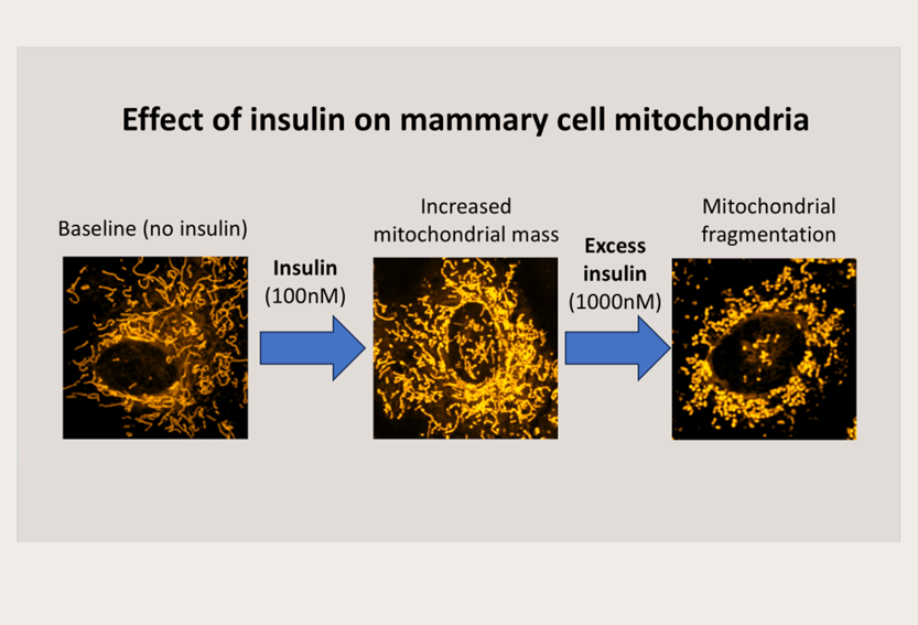 LRF OCEHL journal article on insulin resistance