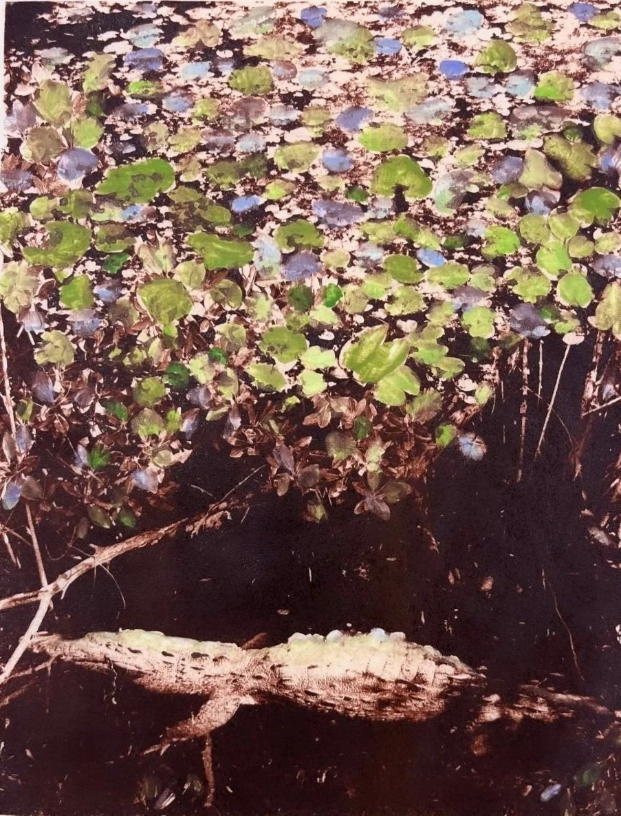 American Crocodile, Flamingo Bay. 