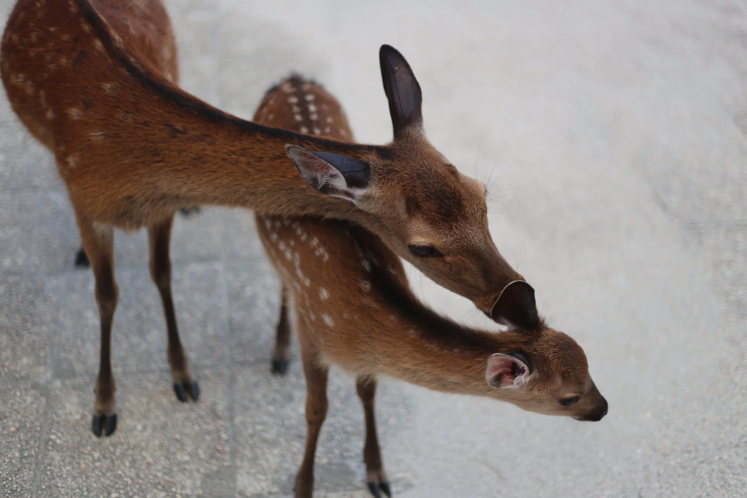 deers-nara-cute.jpg