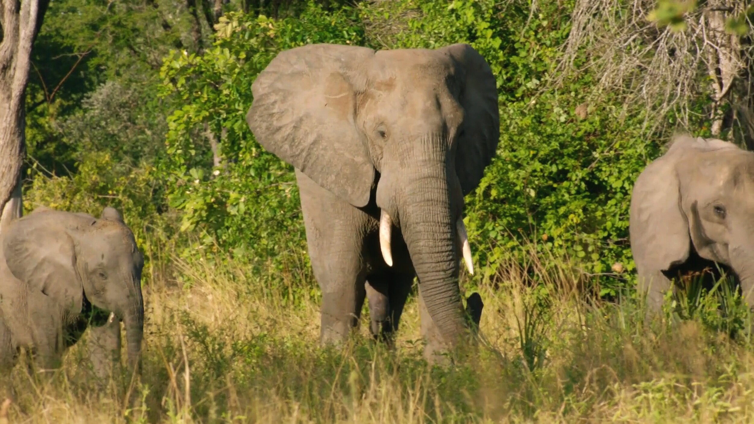 Saving Africa’s Elephants: Hugh and the Ivory War