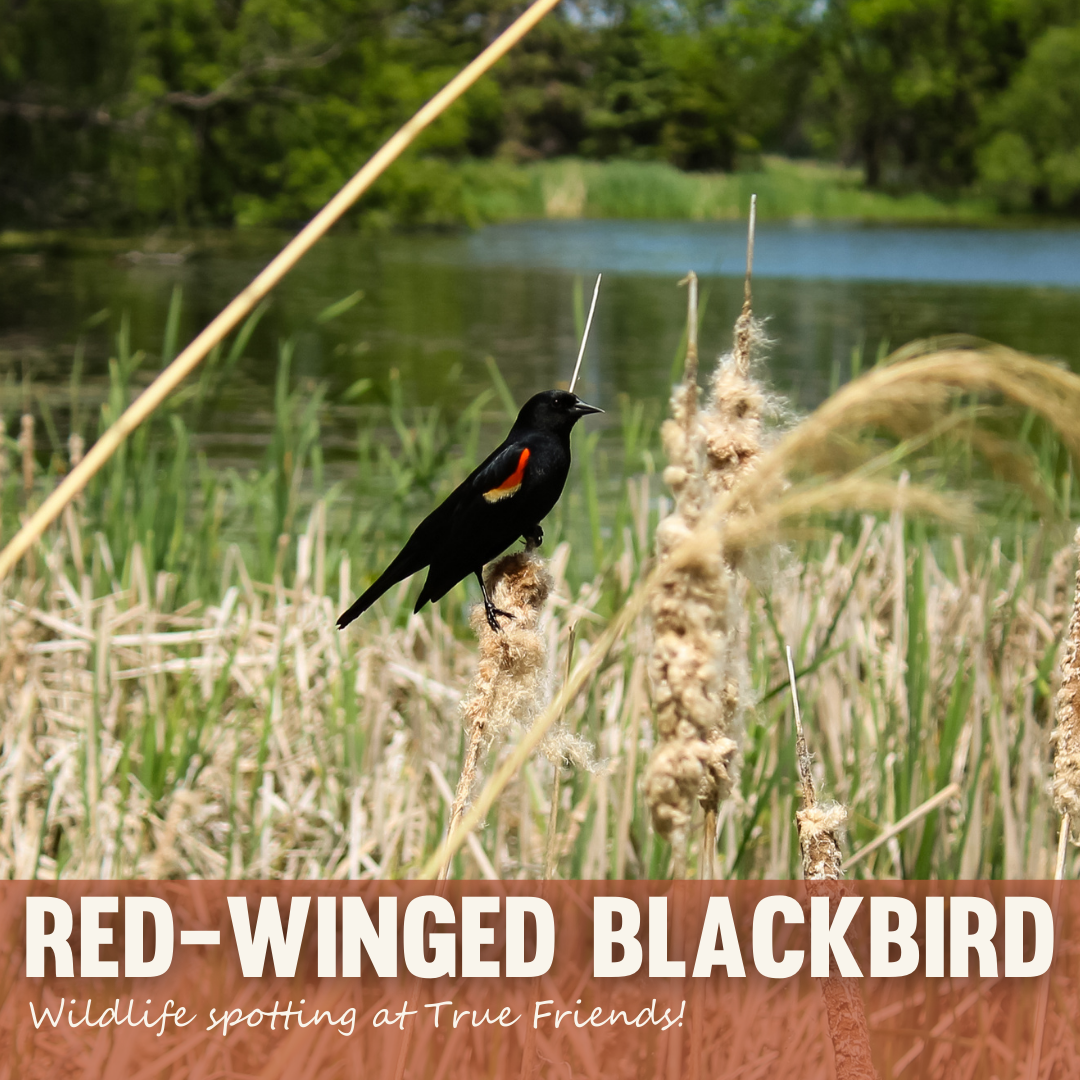 Red-Winged Blackbird IG.png